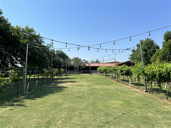 Nellis Vineyards (6/22/2022 - Credits: Yousef Kazemi / OFMO)
