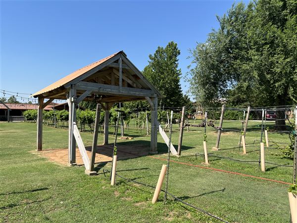 Nellis Vineyards (6/22/2022 - Credits: Yousef Kazemi / OFMO)