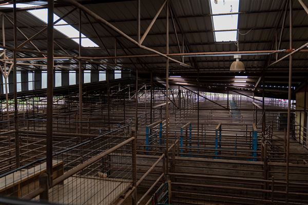 Collinsville Livestock Sales (6/18/2024 - Credits: submitted by: Sherry Campbell)