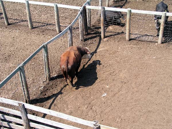 Oklahoma City Stockyards (2/9/2009)
