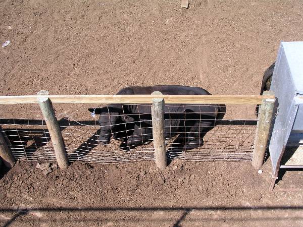 Oklahoma City Stockyards (2/9/2009)