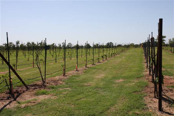 Silvertop Farm & Vineyards (9/9/2014)