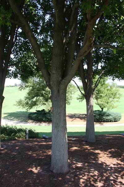 Gaillardia Country Club (11/26/2014)