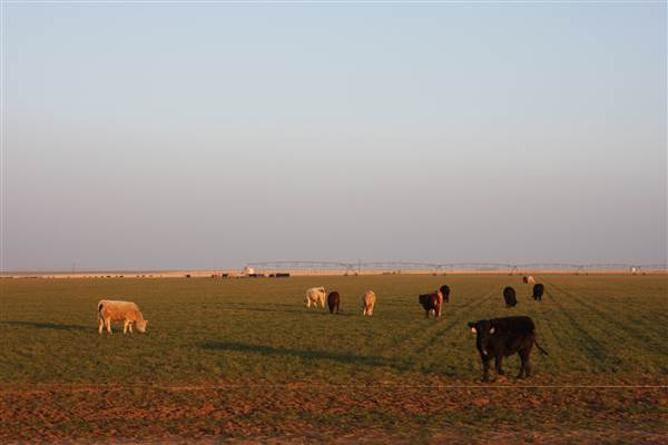 Hwy 412/36 - Guymon Area (12/11/2014 - Credits: Yousef Kazemi)