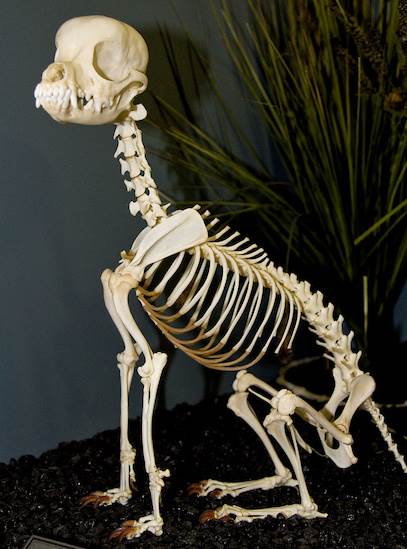 Museum of Osteology (4/22/2015 - Credits: Webdam)