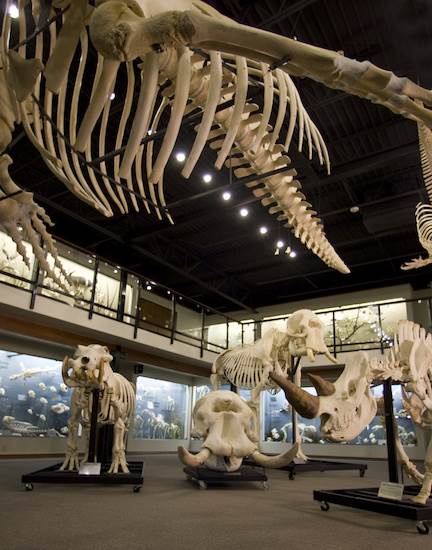 Museum of Osteology (4/22/2015 - Credits: Webdam)