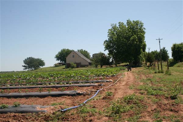 Coffin Farm (Updated) (4/28/2015 - Credits: Alison Naifeh)