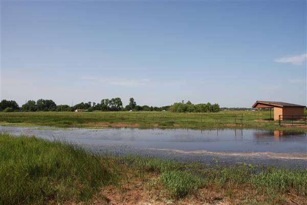 NFL Farms - Second set of horse grazing pens after the main area and passed the worker's houses - note lots of standing water from overflow creeks and areas from recent rain. (7/2/2015 - Credits: Yousef Kazemi)