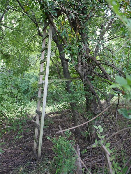 Stinchcomb Wildlife Refuge (7/31/2018 - Credits: Noah Janoe)