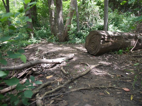 Stinchcomb Wildlife Refuge (7/31/2018 - Credits: Noah Janoe)