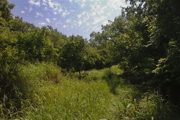 Rydell Ranch - field 1 - deciduous forest land and gentle rolling sandy farm land near a river bed (7/28/2021 - Credits: Jeffrey Rydell)