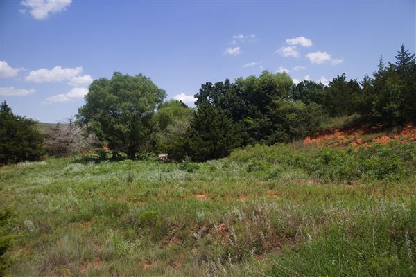 Rydell Ranch - field 6 Rolling farmland with deep canyons, large pond and  Covered in mostly in eastern red cedar and oak trees with native grasses. features slot canyons and waterfalls. (7/28/2021 - Credits: Jeffrey Rydell)