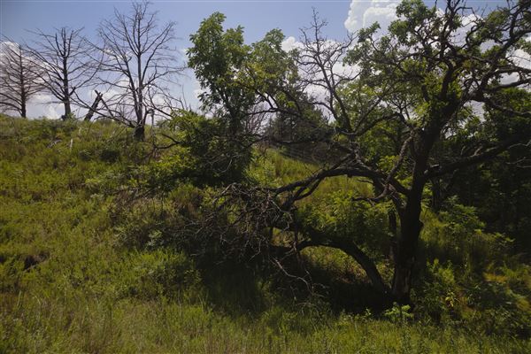 Rydell Ranch - field 6 Rolling farmland with deep canyons, large pond and  Covered in mostly in eastern red cedar and oak trees with native grasses. features slot canyons and waterfalls. (7/28/2021 - Credits: Jeffrey Rydell)