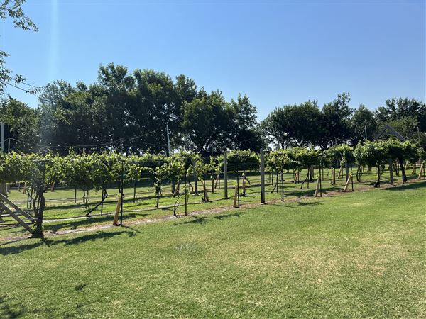 Nellis Vineyards (6/22/2022 - Credits: Yousef Kazemi / OFMO)