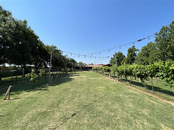 Nellis Vineyards (6/22/2022 - Credits: Yousef Kazemi / OFMO)