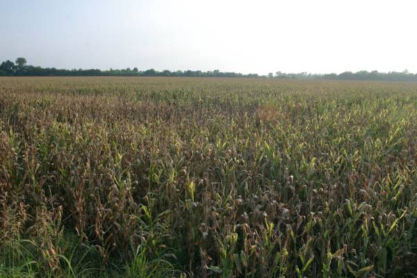 Pauls Valley Cornfields (2/9/2009)
