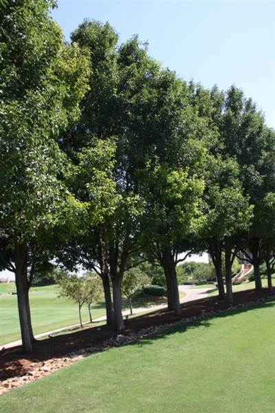 Gaillardia Country Club (11/26/2014)