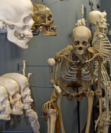 Museum of Osteology (4/22/2015 - Credits: Webdam)