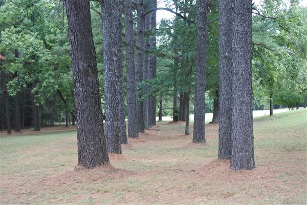 The Fairy Forest (10/10/2019 - Credits: Tyler Slawson)