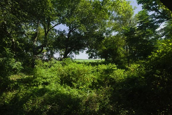 Rydell Ranch - field 1 - deciduous forest land and gentle rolling sandy farm land near a river bed (7/28/2021 - Credits: Jeffrey Rydell)