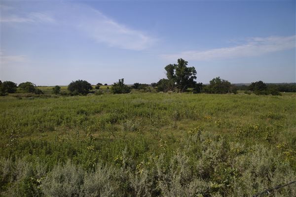 Rydell Ranch - field 1 - deciduous forest land and gentle rolling sandy farm land near a river bed (7/28/2021 - Credits: Jeffrey Rydell)