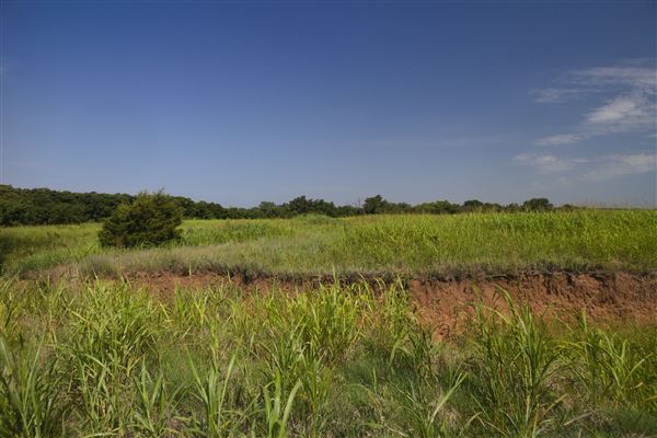 Rydell Ranch - field 1 - deciduous forest land and gentle rolling sandy farm land near a river bed (7/28/2021 - Credits: Jeffrey Rydell)