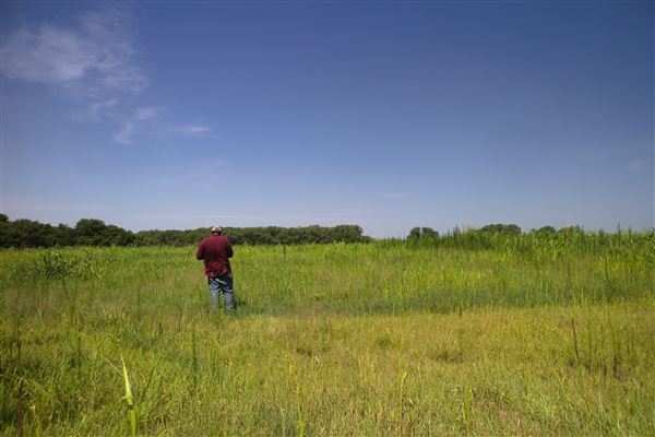 Rydell Ranch - field 1 - deciduous forest land and gentle rolling sandy farm land near a river bed (7/28/2021 - Credits: Jeffrey Rydell)