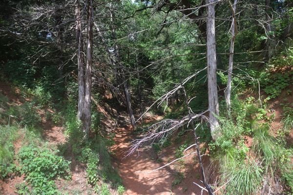 Rydell Ranch - field 6 Rolling farmland with deep canyons, large pond and  Covered in mostly in eastern red cedar and oak trees with native grasses. features slot canyons and waterfalls. (7/28/2021 - Credits: Jeffrey Rydell)