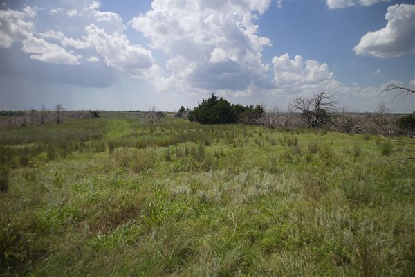 Rydell Ranch - field 6 Rolling farmland with deep canyons, large pond and  Covered in mostly in eastern red cedar and oak trees with native grasses. features slot canyons and waterfalls. (7/28/2021 - Credits: Jeffrey Rydell)