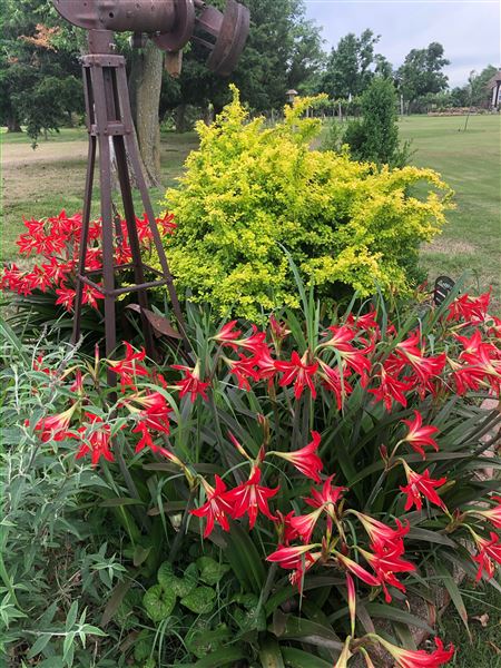 Nellis Vineyards (6/12/2021 - Credits: Linda Nellis)