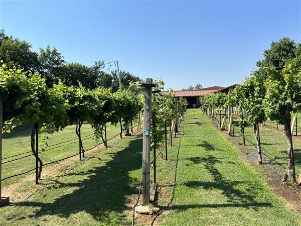 Nellis Vineyards (6/22/2022 - Credits: Yousef Kazemi / OFMO)