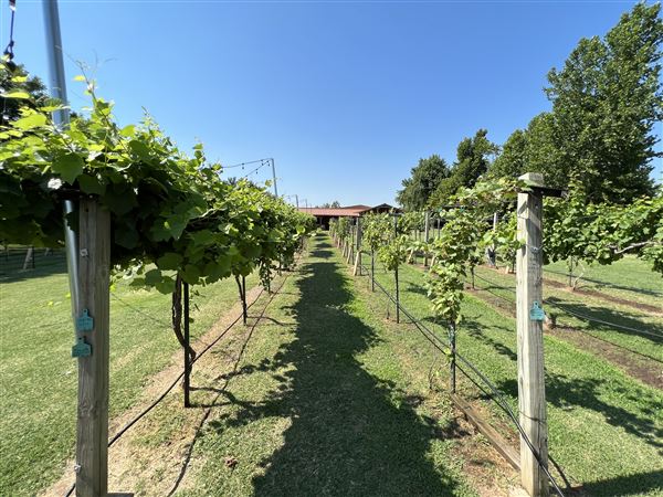 Nellis Vineyards (6/22/2022 - Credits: Yousef Kazemi / OFMO)