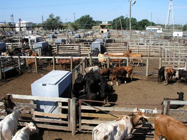 Oklahoma City Stockyards (2/9/2009)