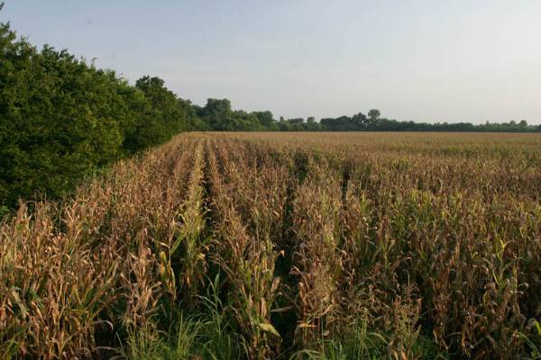 Pauls Valley Cornfields (2/9/2009)