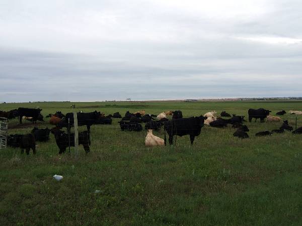 Route 66- El Reno (2/11/2009)
