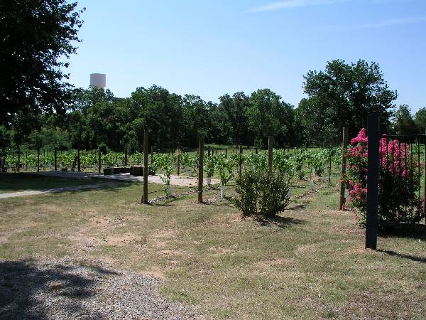 Glorietta Grapes and Guest Houses (6/5/2009)