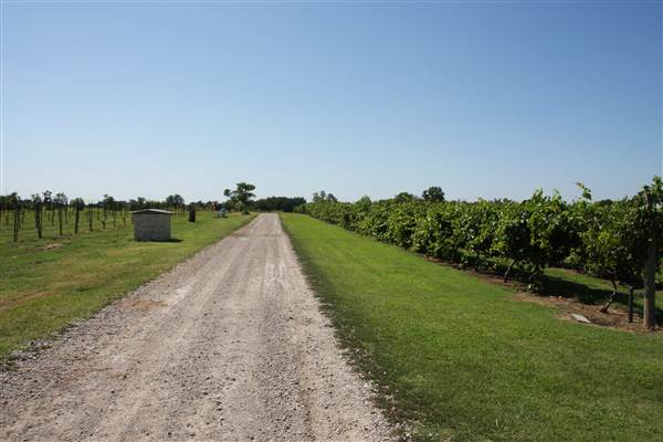 Silvertop Farm & Vineyards (9/9/2014)