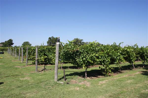 Silvertop Farm & Vineyards (9/9/2014)