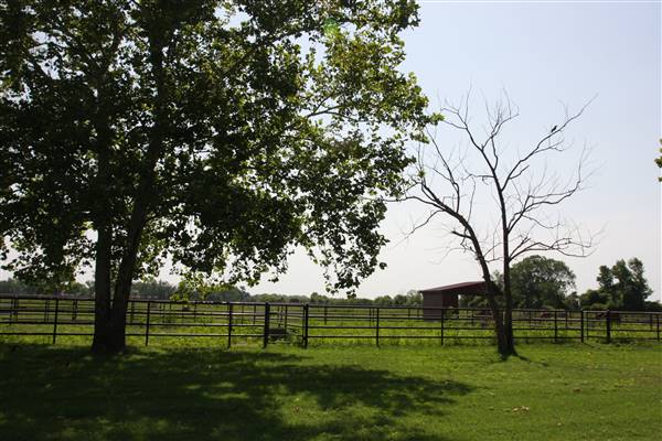 NFL Farms (7/2/2015 - Credits: Yousef Kazemi)