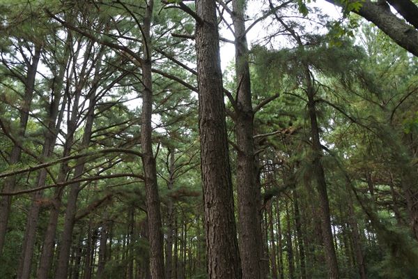 The Fairy Forest (10/10/2019 - Credits: Tyler Slawson)