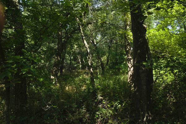 Rydell Ranch - field 1 - deciduous forest land and gentle rolling sandy farm land near a river bed (7/28/2021 - Credits: Jeffrey Rydell)