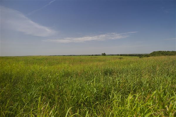 Rydell Ranch - field 1 - deciduous forest land and gentle rolling sandy farm land near a river bed (7/28/2021 - Credits: Jeffrey Rydell)