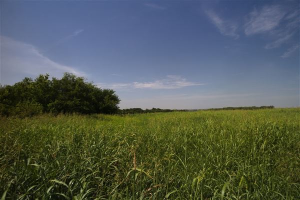 Rydell Ranch - field 1 - deciduous forest land and gentle rolling sandy farm land near a river bed (7/28/2021 - Credits: Jeffrey Rydell)