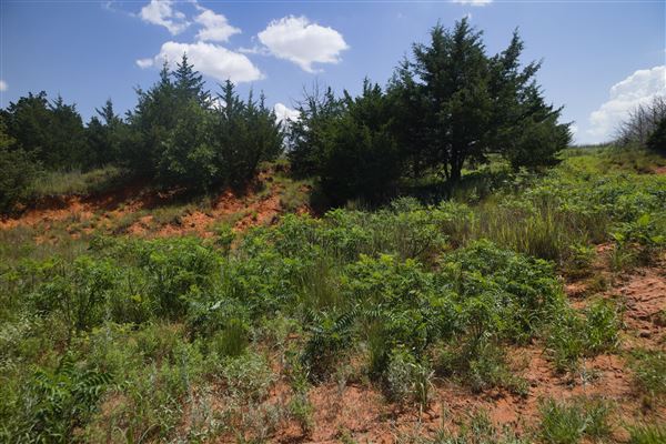 Rydell Ranch - field 6 Rolling farmland with deep canyons, large pond and  Covered in mostly in eastern red cedar and oak trees with native grasses. features slot canyons and waterfalls. (7/28/2021 - Credits: Jeffrey Rydell)