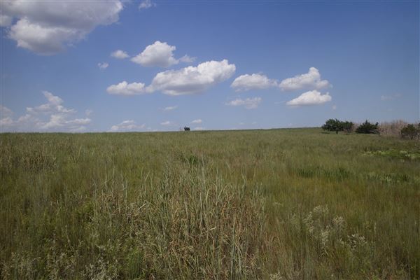 Rydell Ranch - field 6 Rolling farmland with deep canyons, large pond and  Covered in mostly in eastern red cedar and oak trees with native grasses. features slot canyons and waterfalls. (7/28/2021 - Credits: Jeffrey Rydell)