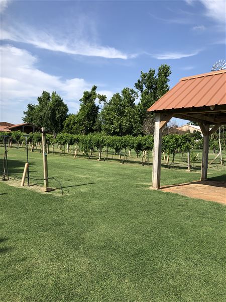 Nellis Vineyards (6/12/2021 - Credits: Linda Nellis)