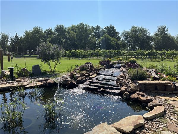 Nellis Vineyards (6/22/2022 - Credits: Yousef Kazemi / OFMO)