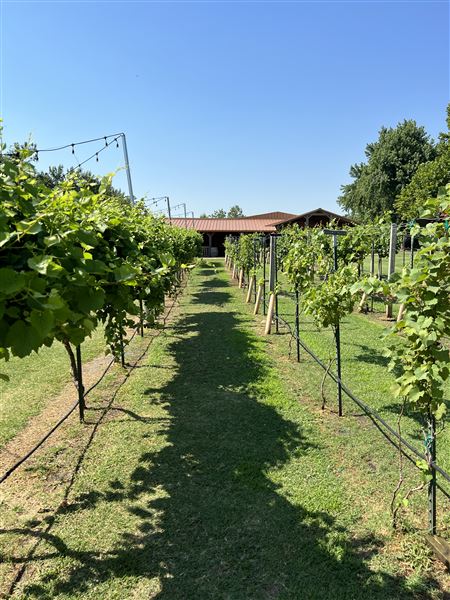 Nellis Vineyards (6/22/2022 - Credits: Yousef Kazemi / OFMO)