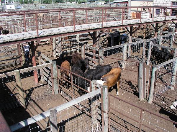 Oklahoma City Stockyards (2/9/2009)