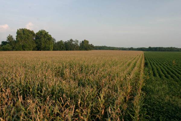 Pauls Valley Cornfields (2/9/2009)